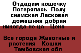 Отдадим кошечку.Потерялась. Полу сиамская.Ласковая,домашняя,добрая,никогда не ца › Цена ­ 1 - Все города Животные и растения » Кошки   . Тамбовская обл.,Моршанск г.